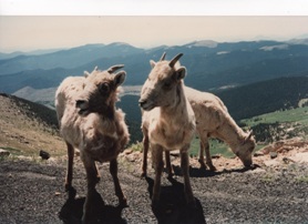my-close-up-photo-of-two-grayish-white-mountain-goats--and-they-are-looking-very-scruffy--because-they-are-molting"