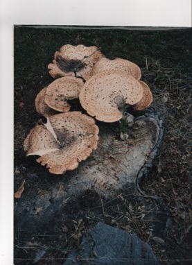 my-photo-of-two-mushrooms-which-are-flat--and-are-yellow-and-eight-inches-wide--which-are--growing-on-top-of-a-tree-stump--and-is-light-brown-in-color--and-this-photo-was-taken-in-Montpeliar-Vermont"