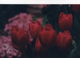 My-photo-of-red-tulips--which-are-being-highlighted-by-the-green-background-of-the-leaves-of-other-flowers-in-a-garden"